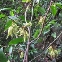 Artabotrys zeylanicus Hook.f. & Thomson